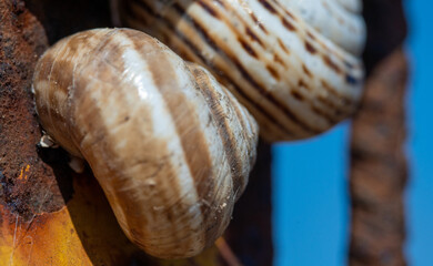 Macro shot of two shells on an old pipe with blue light on the background