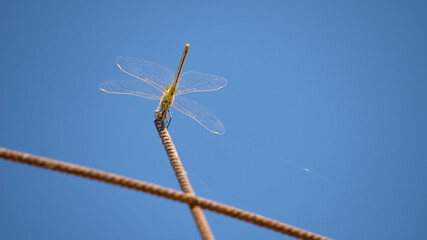 Macro de una libélula bajo un cielo azul claro