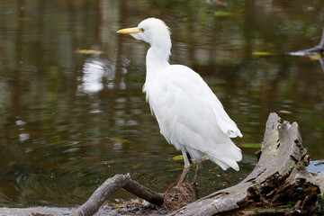Cattle Egret (scientific name Palau), Florida, USA