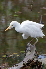 Cattle Egret (scientific name Palau), Florida, USA