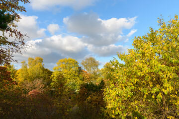 Scenic view of tall healthy autumn trees against blue and cloudy sky
