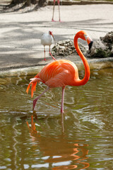 American Flamingo, Everglades National Park, Florida, USA