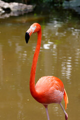 American Flamingo, Everglades National Park, Florida, USA