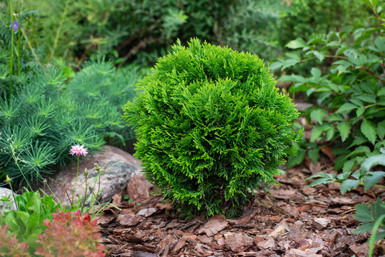 Thuja occidentalis danica aurea cultivar in garden flowerbed with decorative landscape pine bark mulch