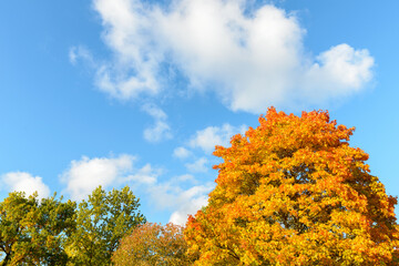 Fototapeta premium Scenic view of tall healthy autumn trees against blue and cloudy sky