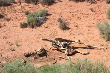 Fototapeta na wymiar Carcass of an animal skeleton on the sand ground in californian desert, United Staes.