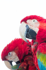 Fototapeta premium Red and green Macaw - Mato Grosso State - Brazil