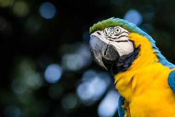 Brazilian Caninde Macaw - Mato Grosso State - Brazil