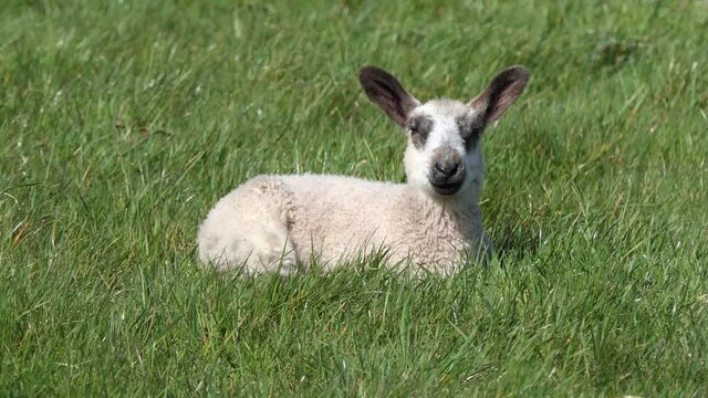 Sheep and lambs laying in the sun in a field in Ireland 