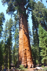 Fototapeta premium Sequoia National Forest with green giants sequoias trees and beautiful blue sky, in California Sierra Nevada Mountains, United States.