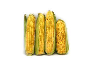 Several ears of corn on a light background. Natural product. Natural structure. Natural color. Close-up.