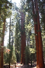 Obraz premium Sequoia National Forest with green giants sequoias trees and beautiful blue sky, in California Sierra Nevada Mountains, United States.