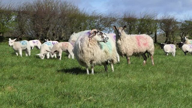 Sheep and lambs laying in the sun in a field in Ireland 