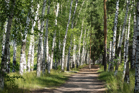 Beautiful birch alley in early spring, Russian landscape with birches, spring birch forest. The horizontal composition.