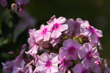 Pink Phlox close-up on the blurred background of the garden. A beautiful flower in selective focus. Autumn garden flowers in soft pink shades.