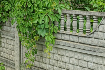 part of a gray concrete fence wall overgrown with green leaves and vegetation