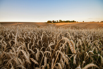Sprouts of wheat in the field at sunset.