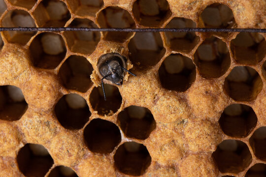 The birth of a honeybee. A bee had chewed through the wax lid of a honeycomb cell. Honeycomb with a brood of Apis mellifera