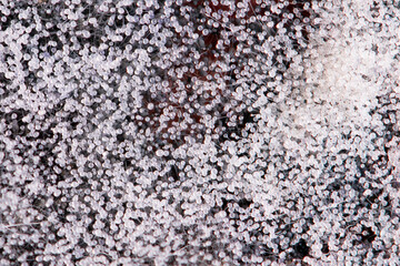 White ball-shaped mold closeup macro view