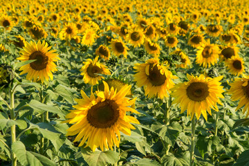 Fototapeta na wymiar Sunflower field with South America day light