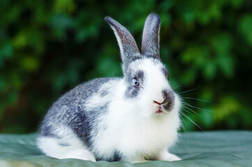 cute little fluffy rabbit on green grass in the summer garden. grey and white color bunny. Easter symbol. domestic pet. postcard. card. portrait. closeup.