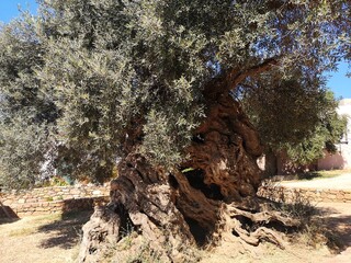 tree, nature, old, olive tree, sharpest tree, greece, crete, Vouves