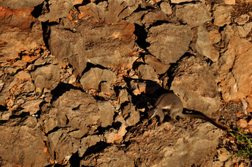 Black flanked rock wallaby (warru)