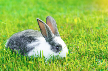 little baby rabbit eating fresh green grass on sunny meadow in the farm. bunny Easter symbol. soft focus. copy space, place for text