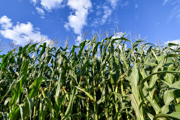 Corn field close up with blue sky and clouds at sunset. Wide angle view. Copy space.