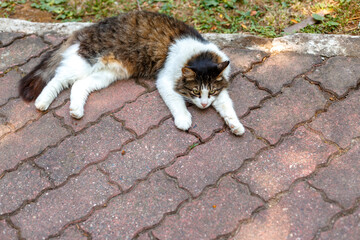 The house cat is lying on the pavement in the shade of trees