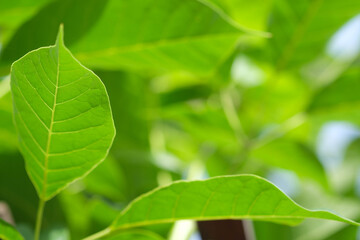 Closeup nature view of green leaf on blurred greenery background in garden with copy space, natural green plants landscape, relaxing color & fresh atmosphere