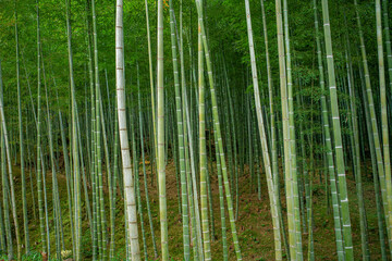 Fototapeta premium Bamboo forest in Kyoto, Japan