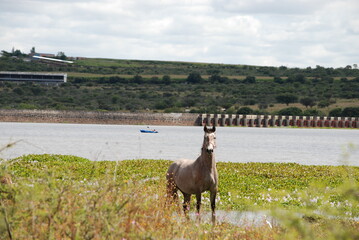 horse and kayak in the lake