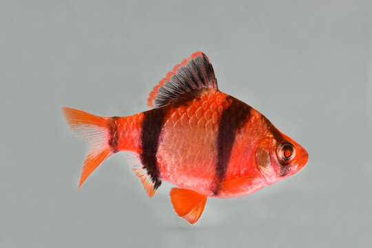 Aquarium fish-Barbus puntius tetrazona, isolated on gray