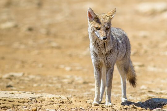Graxaim, el Zorro de las Pampas (Pseudalopex gymnocercus)