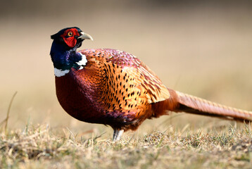 Ringneck Pheasant (Phasianus colchicus) male