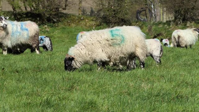 Sheep and lambs laying in the sun in a field in Ireland 