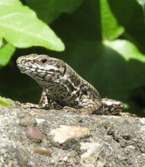 Portrait of a lizard on the rock