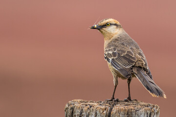 Chalk-browed Mockingbird - Mimus saturninus.(Lichtenstein, 1823)