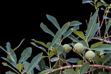Guavira Fruit (Campomanesia pubescens)