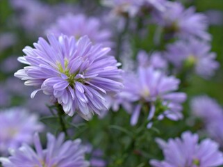 Closeup violet purple aster flowers plants in garden with green blurred background ,macro image ,sweet color for card design ,soft focus