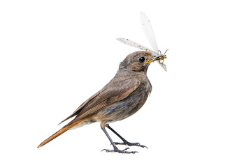 Black redstart female bird with insect, isolated on white background (Phoenicurus ochruros)