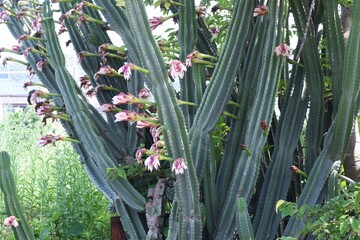 Peruvian apple cactus (Creus peruvianus) flowers / A cactaceae succulent plant