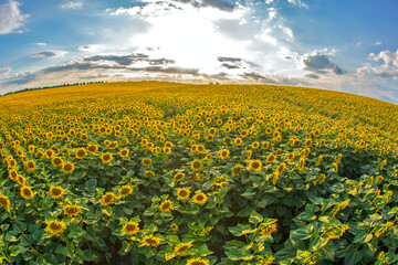 large field of blooming sunflowers against the backdrop of a sunny cloudy sky. Agronomy, agriculture