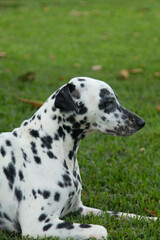 A beautiful dalmatian with black spots walks in the park in spring on a leash with the mistress....