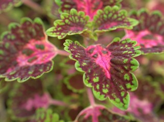 Closeup colorful leaf of coleus plant in garden with blurred background ,macri image ,sweet color for card design ,soft focus