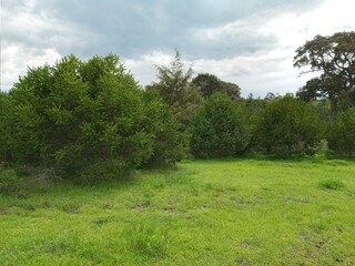landscape with trees