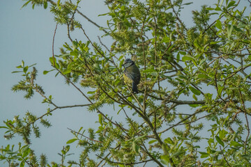 Blue Tit perched in a tree