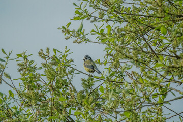 Blue Tit perched in a tree