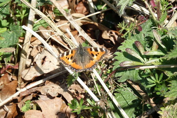 Small Tortoiseshell butterfly